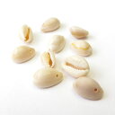 【アクセサリーパーツ】タカラ貝 10個セット【メール便対応】...