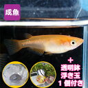 (メダカ) 楊貴妃めだか Mサイズ 5匹セット + 浮き玉 ...