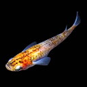 期間限定 (メダカ) 紀州黄金三色めだか 未選別 稚魚(SS...
