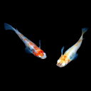 (メダカ) めだか 三色セット 未選別 稚魚(SS〜Sサイズ...