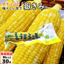 嶽きみ(真空パック) Mサイズ 30本 青森県産 だけきみ ...