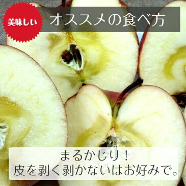 送料無料 りんご 青森県産 サンふじ 2.5kg 訳あり 家庭用 リンゴ 林檎 アップル