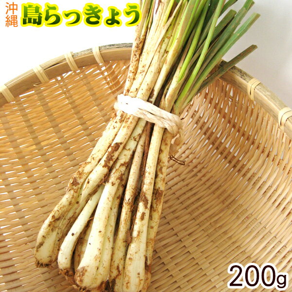 沖縄産 島らっきょう（生）200g　│沖縄野菜│...:ma-sanichi:10000297