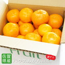 【送料無料】 佐賀県産 訳あり みかん ハウスみかん 1.5...