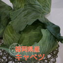 単品 キャベツ(きゃべつ) 1玉