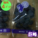 3日間限定1000円OFF!クール便送料無料!【九州産】箱売 巨峰(ぶどう ブドウ)1箱4パック
