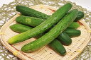 10%OFF. 単品 きゅうり 加工用(キュウリ 漬物用)1kg