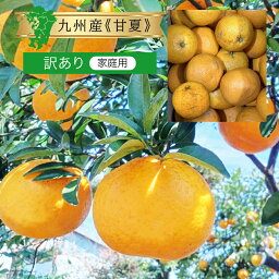 訳あり【九州産】甘夏 あまなつ 1箱 約10kg 20～30個 送料無料箱買い 箱売り 業務用 大容量 大量 少量 単品 柑橘 フルーツ みかん オレンジ 八朔 はっさく 文旦 夏みかん おすすめ 人気 話題 農家 農園 産地 直送 産直 直売 通販