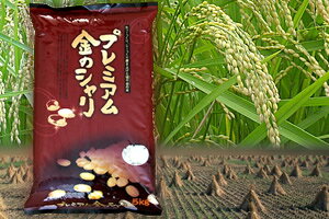 プレミアム　金のシャリ　5kg×2【送料無料】