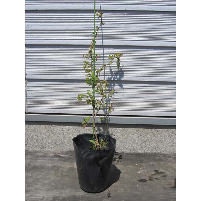ブルーベリーの苗木　2品種（バークレイ＋ダロウ）　2年生　特等苗