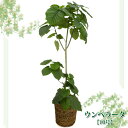 【送料無料】ウンベラータ　10号【TD】（代金引換不可）[植物/ガーデニング/園芸/鉢植え/地植え]