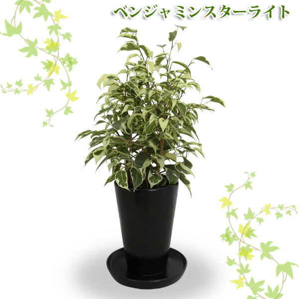 テーブルグリーン1【TD】（代金引換不可）[植物/ガーデニング/園芸/鉢植え/地植え]　