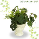 エントランス1【TD】（代金引換不可）[植物/ガーデニング/園芸/鉢植え/地植え]