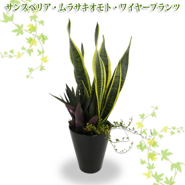 テーブルグリーンM【TD】（代金引換不可）[植物/ガーデニング/園芸/鉢植え/地植え]　