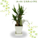 青年の木【TD】（代金引換不可）[植物/ガーデニング/園芸/鉢植え/地植え]