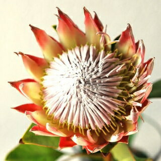 KingProtea Cut Flower　キングプロテア（切り花）1本