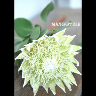 KingProtea Cut Flower　キングプロテア白（切り花）1本切り花のキングプロテア白色1本からの販売。強烈なインパクトを持つこのプロテア。自宅に飾るもよしプレゼントもGOOD。