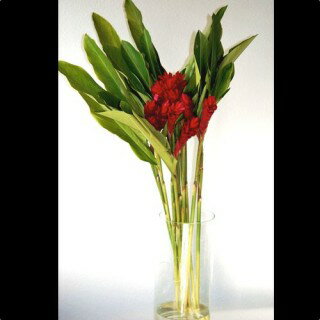 Red GingerCut Flower　レッドジンジャー（切り花）1本