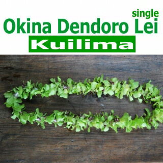 Kuilima single