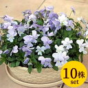 ビオラビビ ヘブンリーブルー10.5cmサイズ大ポット10ポットセットパンジー ビオラ すみれ 苗 寄せ植え