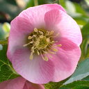 M&Bフローラ(ミヨシ)のクリスマスローズ サクラピンク ポット苗”イングリッシュガーデン 花苗 宿根草 多年草 ガーデニング 鉢植え 庭植え 耐寒性 ヘレボラス 育てやすい