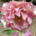 ★楽天1位★M&Bフローラ(ミヨシ)【クリスマスローズ アシュードエレガンス パールピンク】ポット苗”イングリッシュガーデン 花苗 宿根草 多年草 ガーデニング 鉢植え 庭植え 耐寒性 ダブル 八重咲き