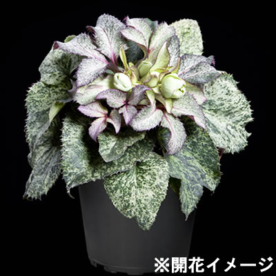 クリスマスローズ スノーフィーバー 4．5号鉢 【RCP】