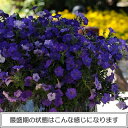 ペチュニア ショックウエーブ デニム 1株