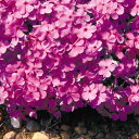 宿根草 芝桜 ( シバザクラ ) ダニエルクッション 1株 グランドカバーに!