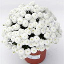 【楽天スーパーSALE 特価!】秋冬の花苗24個セット 【 送料無料 】( パンジー ビオラ 芝桜 ナデシコ 金魚草 ナデシコ ペチュニア など )