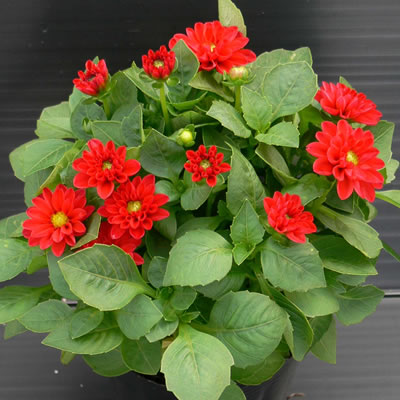 【早期予約品】 八重咲き皇帝ダリア苗 白花 ホワイトエンジェル【3月31日入荷予定】