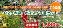 ☆送料無料・他品同梱可 『イングの森 *オススメ花苗セット* 10品種 *ただし、お届け地域によっては差額送料が発生します。 ☆送料無料・他品同梱可 『イングの森 *オススメ花苗セット* 10品種 *ただし、お届け地域によっては差額送料が発生します。