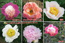 宿根草 芍薬 ( シャクヤク )変わり咲き特選品種芽付12cmポット苗