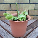 ハエトリ草 (ハエトリグサ) 4号鉢(水苔処理) 食虫植物 観葉植物 耐寒性多年草