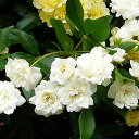 白い木香バラ(シロモッコウバラ)　ポット苗
