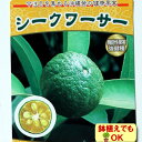 ★常緑低木 柑橘系 3年物大苗【 シークワーサー 】 13.5cm（4.5号）ロングポット - あなたの街のお花屋さんイングの森