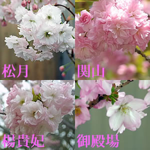 ǯϺ桪պ餯 쥯1