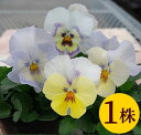 ■新鮮花壇苗■べっぴんさんビオラ夕香10.5cmポット苗