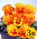ビオラマリア オレンジスライス10.5cmサイズ大ポット3ポットセットパンジー ビオラ すみれ 苗 寄せ植え