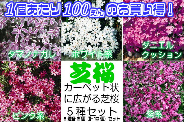 1ポットあたり100円宿根草 芝桜 ( シバザクラ ) 　5色各2個（計10個）セット