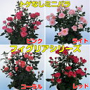 ☆とげなしミニバラ フィグリア 最終販売分1株