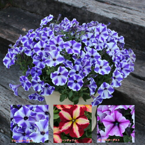 【当店農場生産】ランブリングペチュニア 毎年咲く強いペチュニア!耐寒性宿根草♪