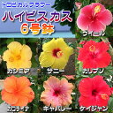 ハイビスカス 6号鉢植え 充実の6号鉢 多彩な20品種よりお選び下さい
