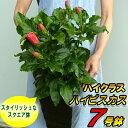 ハイクラス ハイビスカス 7号鉢植えスタイリッシュなスクエア鉢植え 多彩な20品種よりお選び下さい