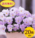 ビオラフローラルパワースーパーソフトピンク10.5cmサイズ大ポット20ポットセット*送料無料・他品同梱可・ただし、お届け地域によっては別途差額送料が発生する場合が有ります。パンジー ビオラ すみれ 苗 寄せ植え
