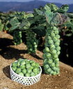 ポコポコ出来る栄養満点の冬野菜芽キャベツのタネ 約10粒第4...