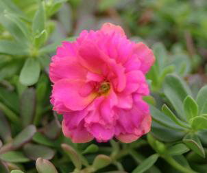 ☆八重咲きポーチュラカ 可愛いピンク 2株