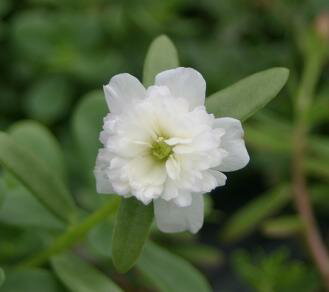 ☆八重咲きポーチュラカ さわやかホワイト 2株