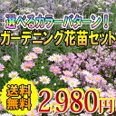 選べるカラーパターン！ガーデニング花苗20株セット。送料無料で3000円を切った2980円！ただ今リニューアル記念で肥料100g（1シーズン分相当）プレゼント中。北海道・沖縄は申し訳御座いませんが別途送料500円かかりますfree