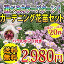 ★楽天1位★ポプリ付き【送料無料】【他品同梱可】宿根草もいっぱい!選べるカラーパターン!ガーデニング 花苗 20株セット!※北海道・沖縄は別途送料500円”イングリッシュガーデン 苗 宿根草 鉢植え 庭植え 寄せ植え セット 福袋 季節の花”